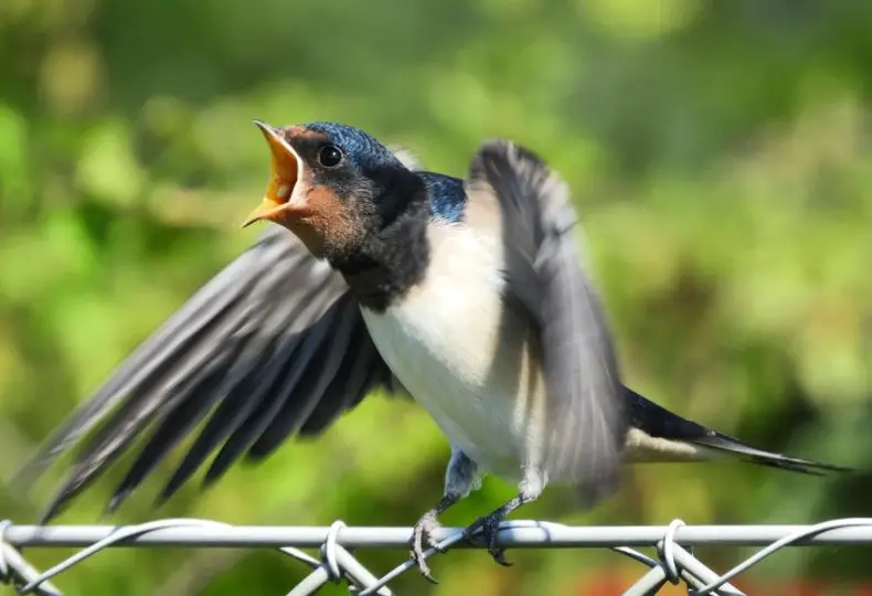 What Do Swallows Eat?