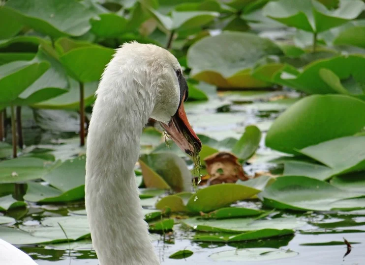 What Do Swans Eat