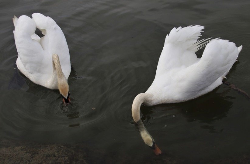 What Do Swans Eat