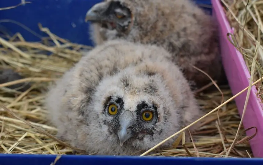 What does a baby owl look like 1