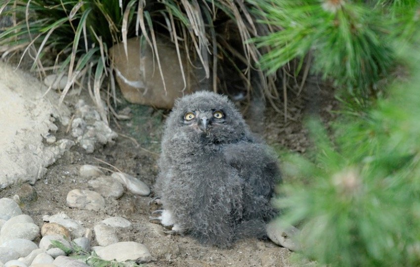 What does a baby owl look like 2