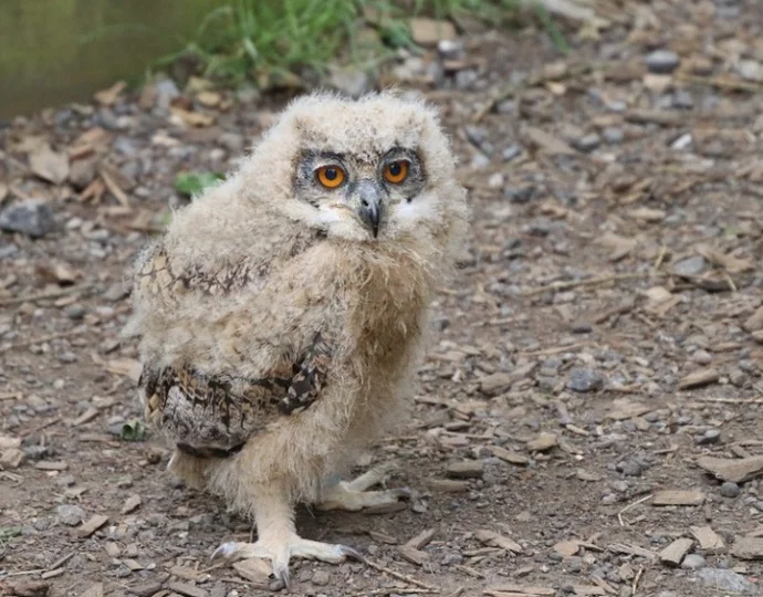 What does a baby owl look like 2