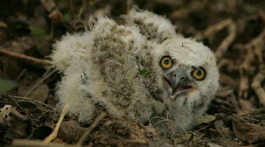 What does a baby owl look like 2