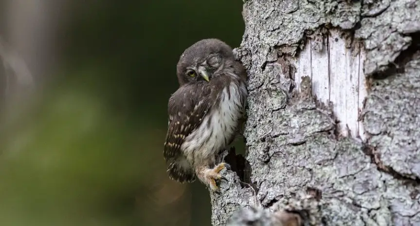 What does a baby owl look like 2