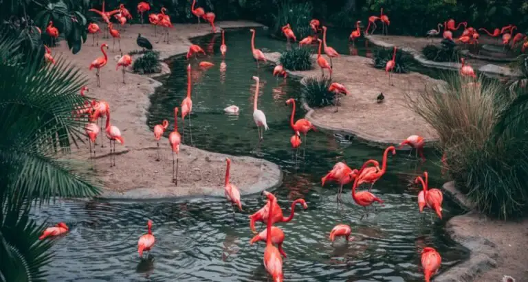 What is a Group of Flamingos Called? All You Need To Know
