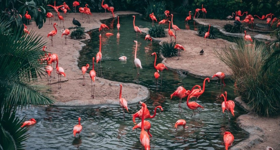 What is a Group of Flamingos Called