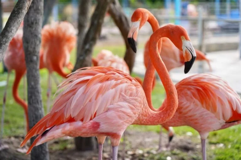 What is a Group of Flamingos Called? All You Need To Know