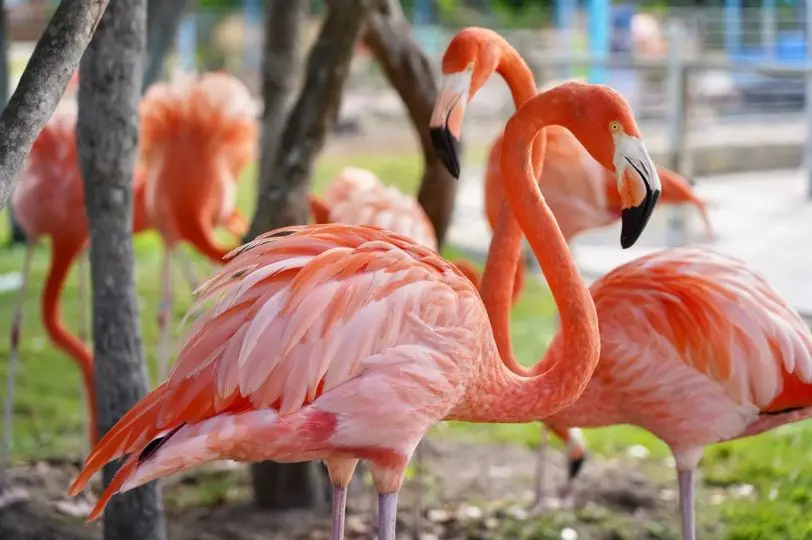 TIL: A group of #flamingos is called a pat. #figtales #bakehappy #cook