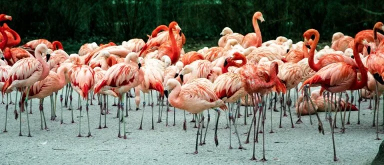 What is a Group of Flamingos Called? All You Need To Know