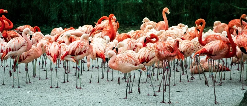 What is a Group of Flamingos Called