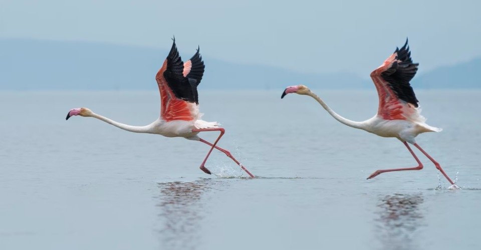 TIL: A group of #flamingos is called a pat. #figtales #bakehappy #cook