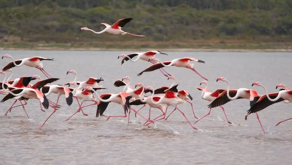 TIL: A group of #flamingos is called a pat. #figtales #bakehappy #cook