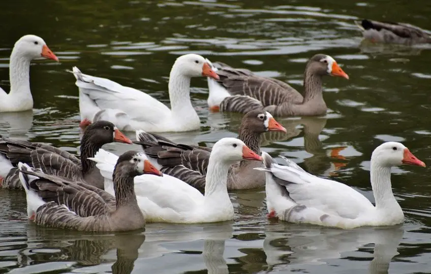 What is a Group of Geese Called