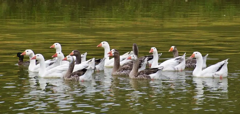 What is a Group of Geese Called