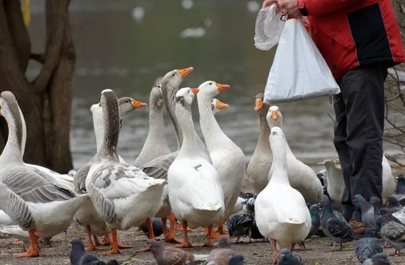 What is a Group of Geese Called