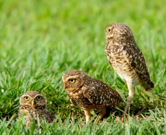What is a Group of Owls Called