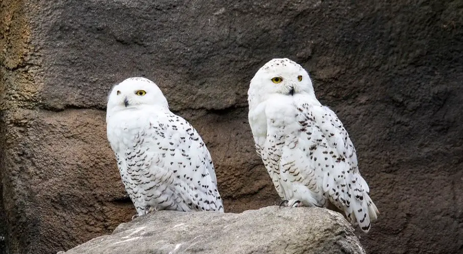 What is a Group of Owls Called