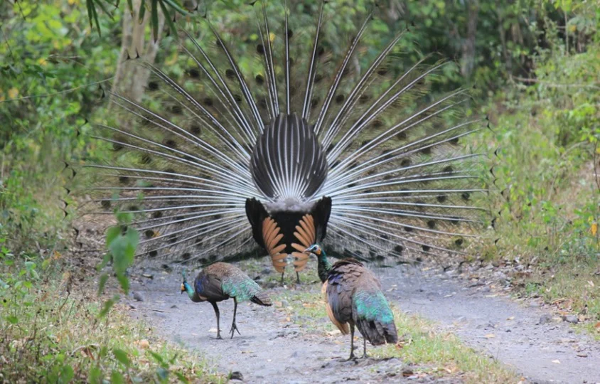 What is a Group of Peacocks Called?