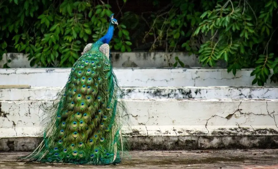 What is a Group of Peacocks Called?