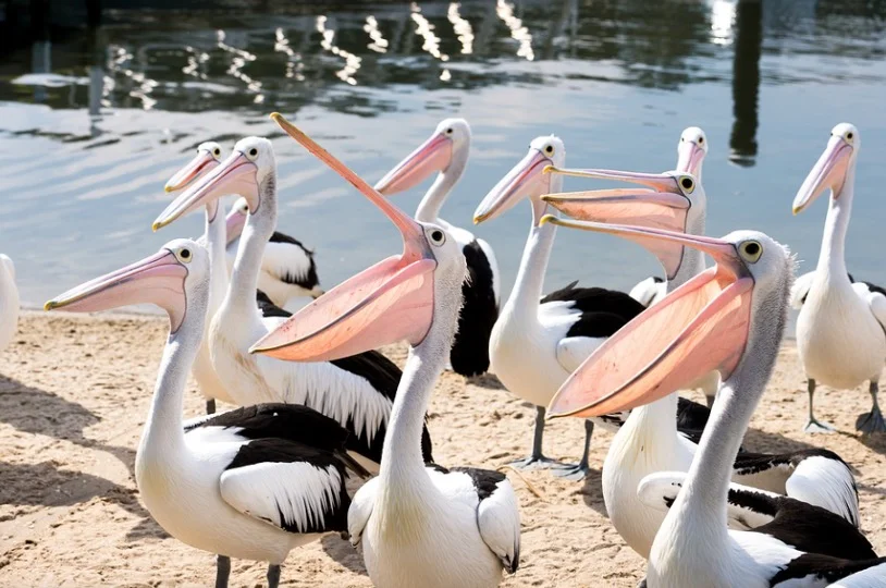 What is a Group of Pelicans Called