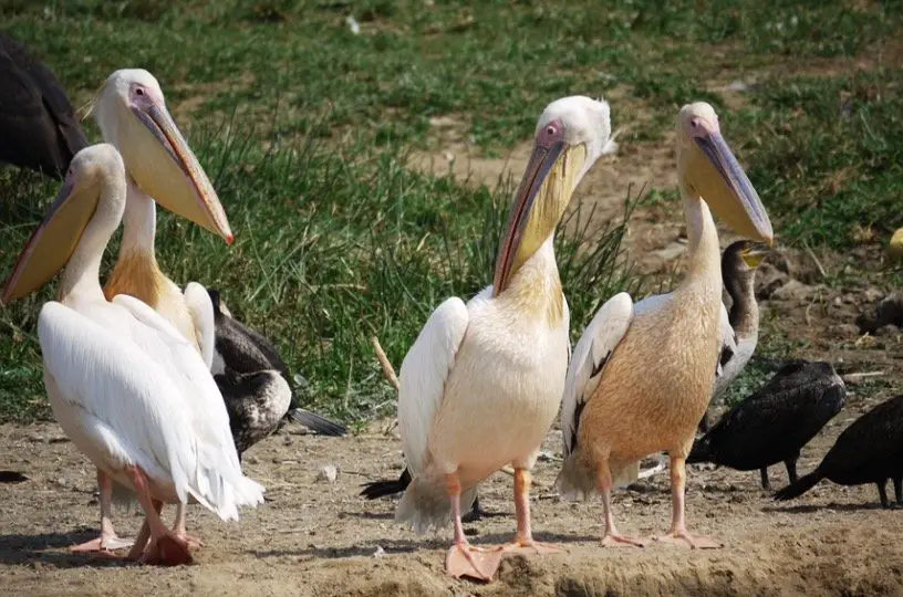 What is a Group of Pelicans Called