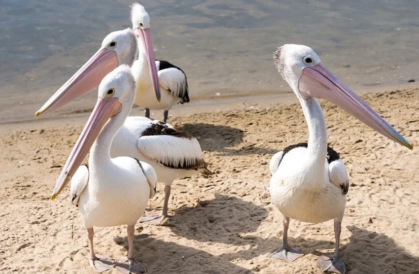 What is a Group of Pelicans Called