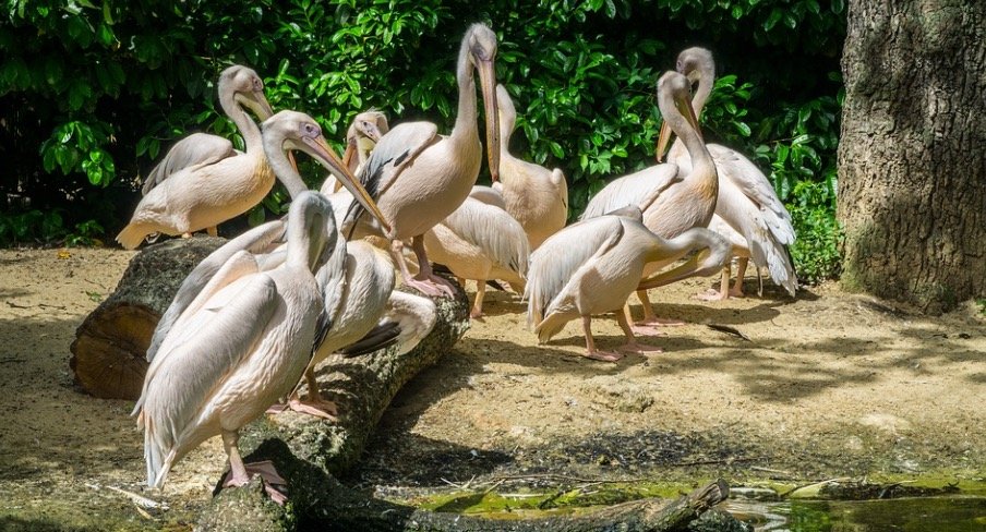 What is a Group of Pelicans Called