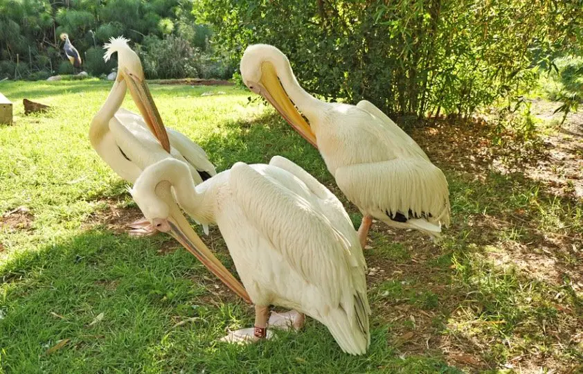 What is a Group of Pelicans Called