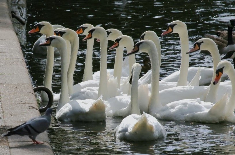 What is a Group of Swans Called 1