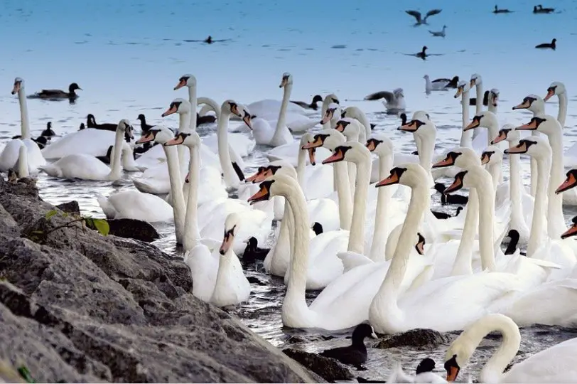 What is a Group of Swans Called 1