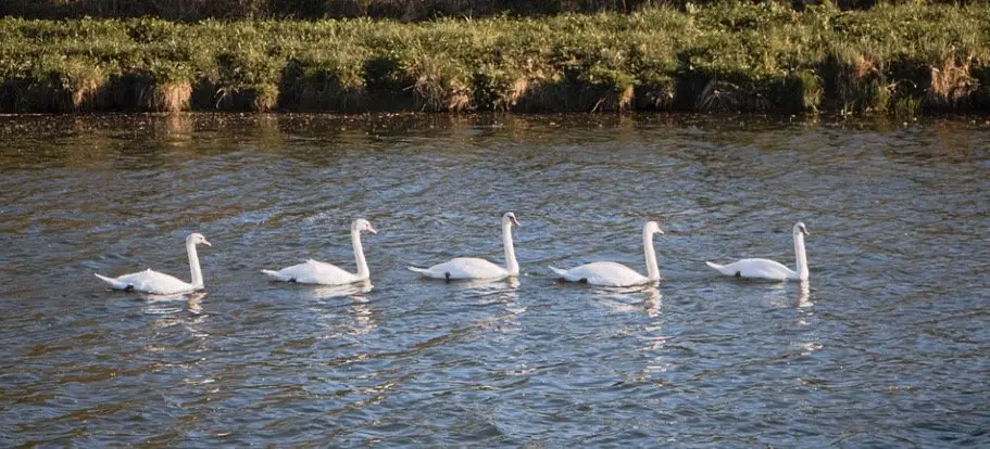 What is a Group of Swans Called 1