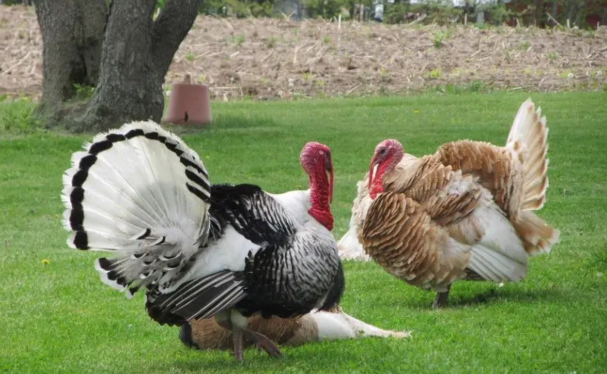 What is a Group of Turkeys Called