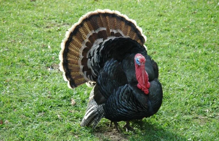 What is a Group of Turkeys Called? All You Need To Know