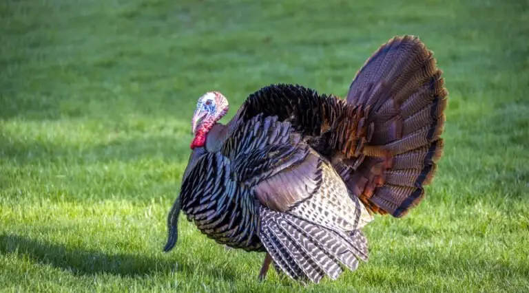 What is a Group of Turkeys Called? All You Need To Know