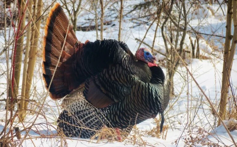 What is a Group of Turkeys Called? All You Need To Know
