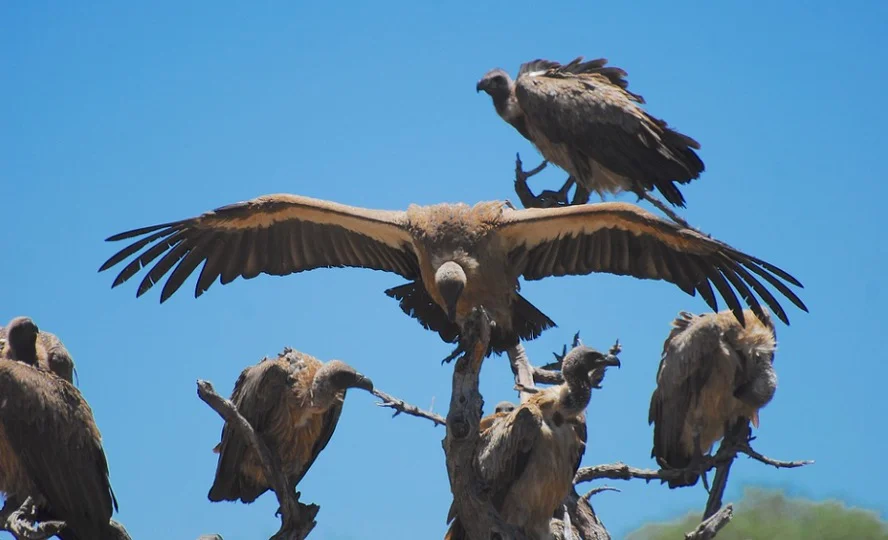 What is a Group of Vultures Called
