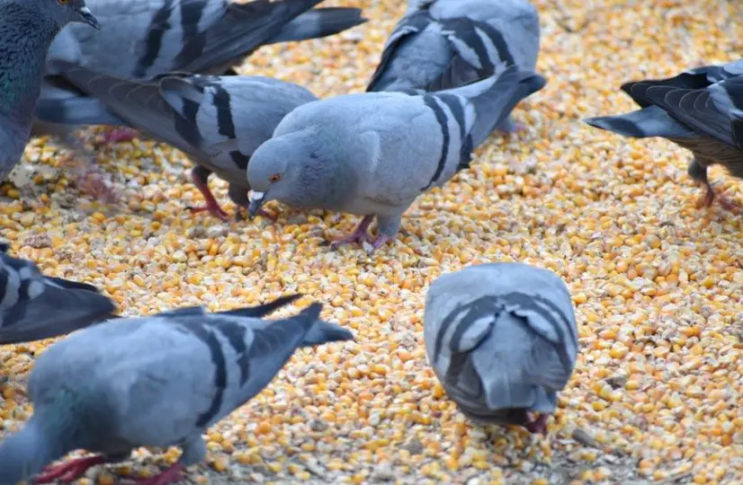 What is a group of pigeons called?