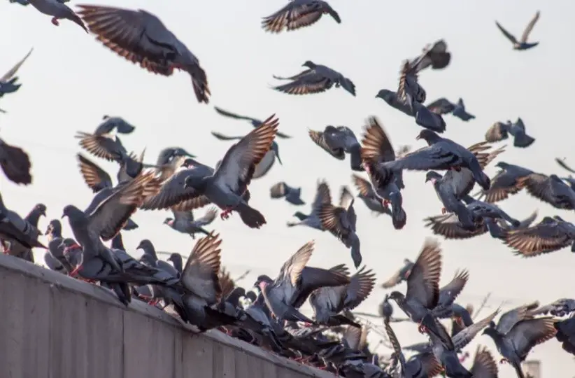 What is a group of pigeons called?