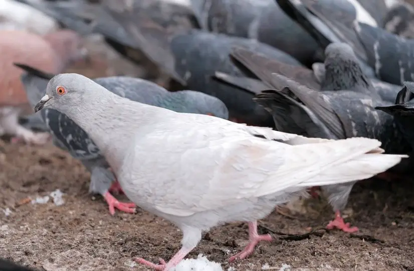 What is a group of pigeons called?