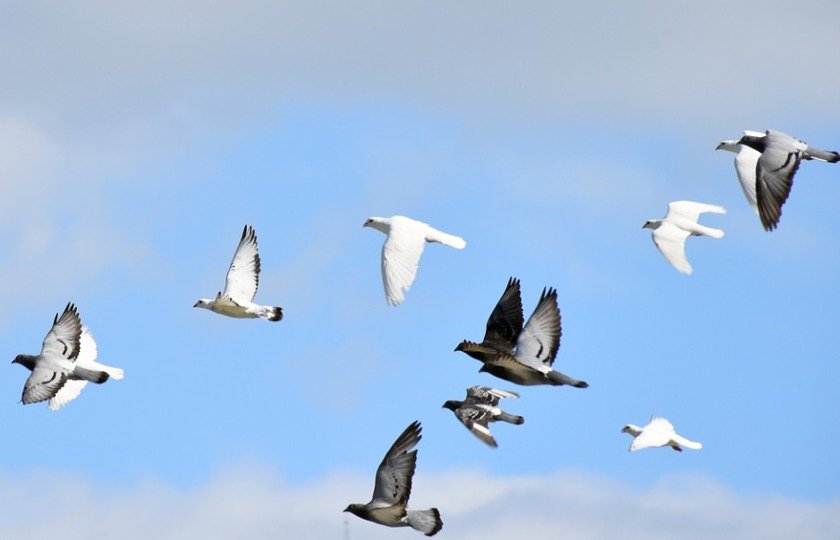 What is a group of pigeons called?