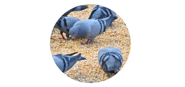 What is a group of pigeons called