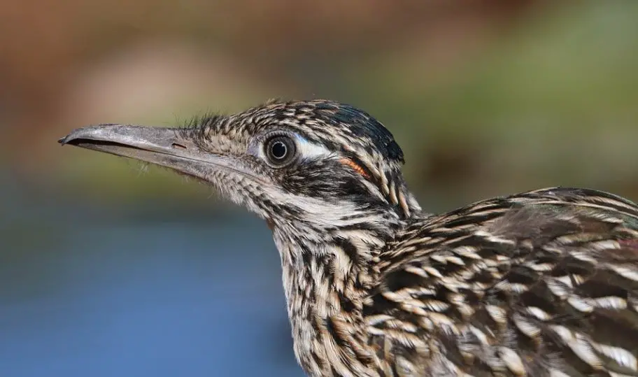 What is the State Bird of New Mexico