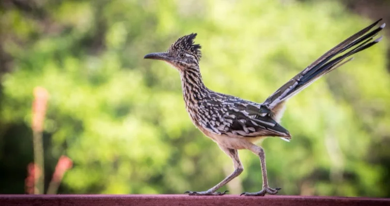 What is the State Bird of New Mexico