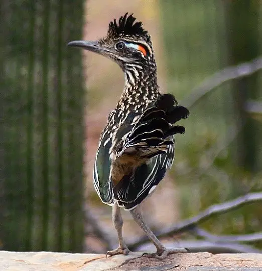 What is the State Bird of New Mexico