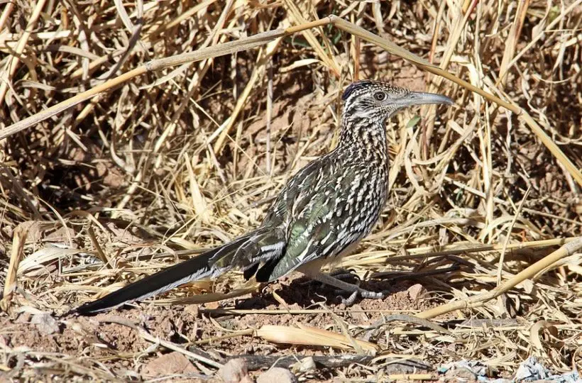 What is the State Bird of New Mexico