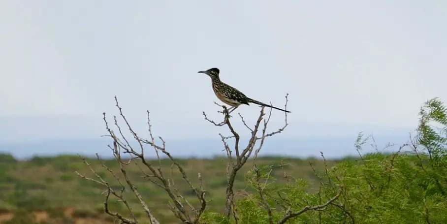What is the State Bird of New Mexico