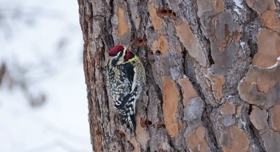Yellow Bellied Sapsucker - Woodpeckers In Wisconsin