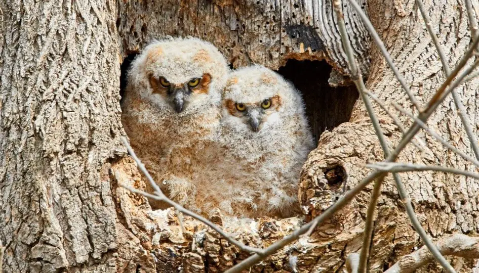 Baby Great Horned Owl