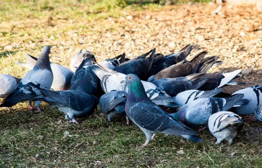 group of eating pigeons