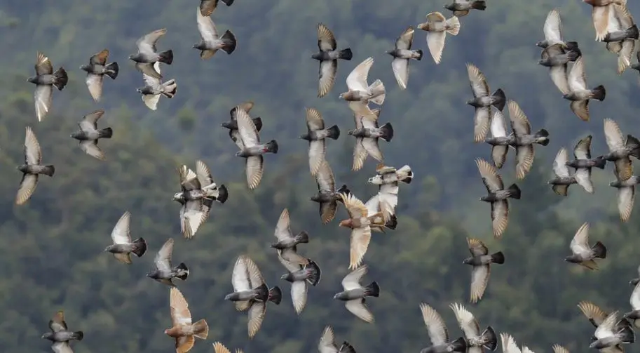 group of flying pigeons